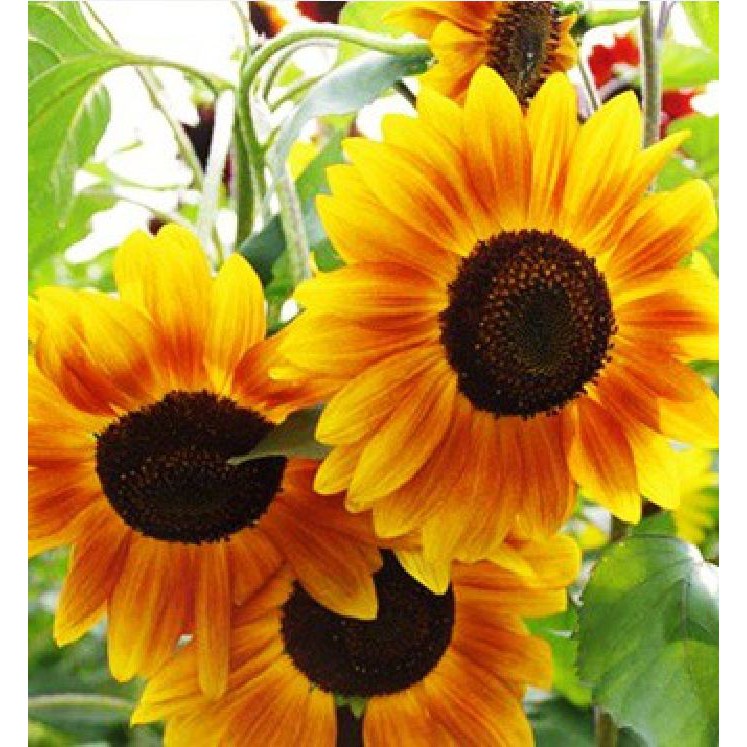 Hạt giống hoa hướng dương mix màu 30 hạt/gói