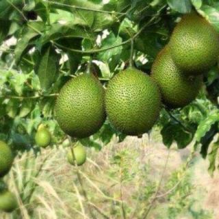 Cây giống gấc nếp