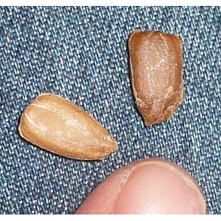 HẠT GIỐNG BẦU CÁC LOẠI  - 1 Gói