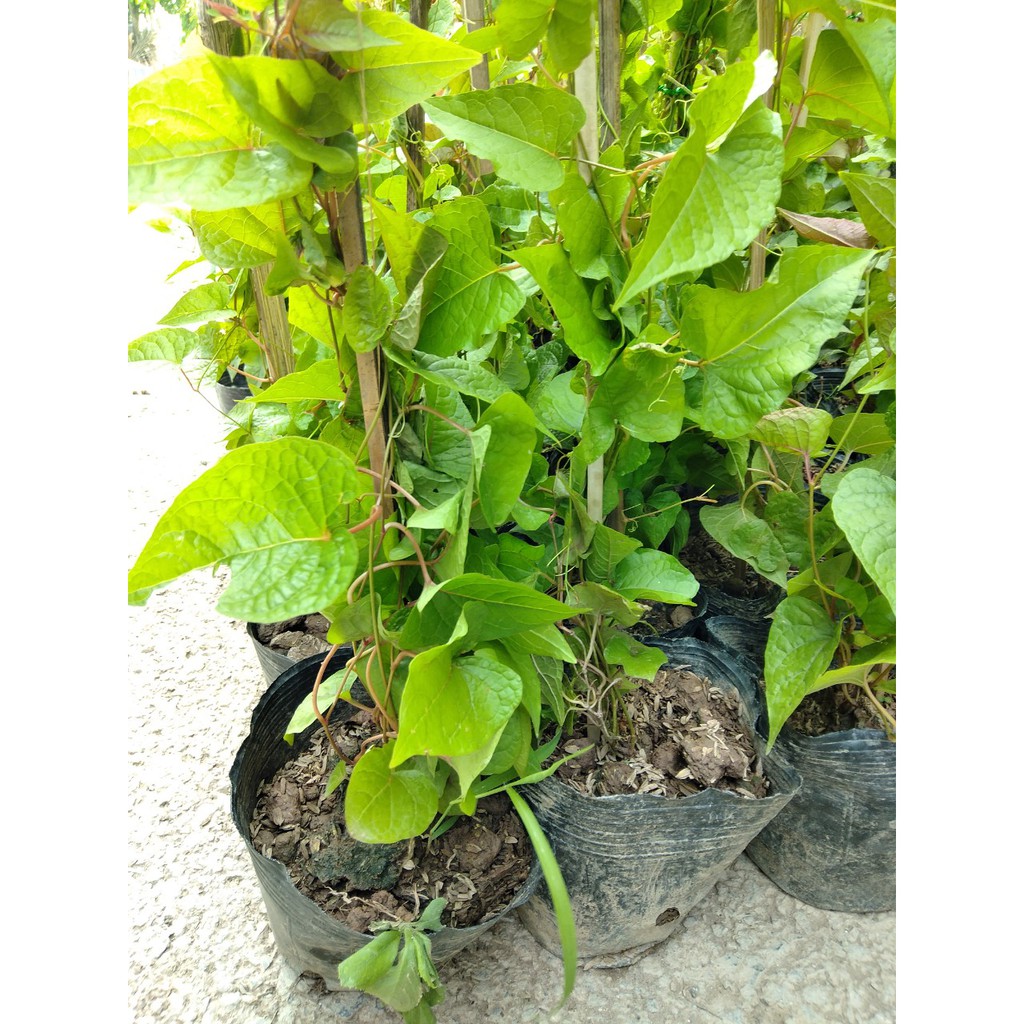Cây hoa tigon 70 cm màu đỏ nhạt cho hoa quanh năm