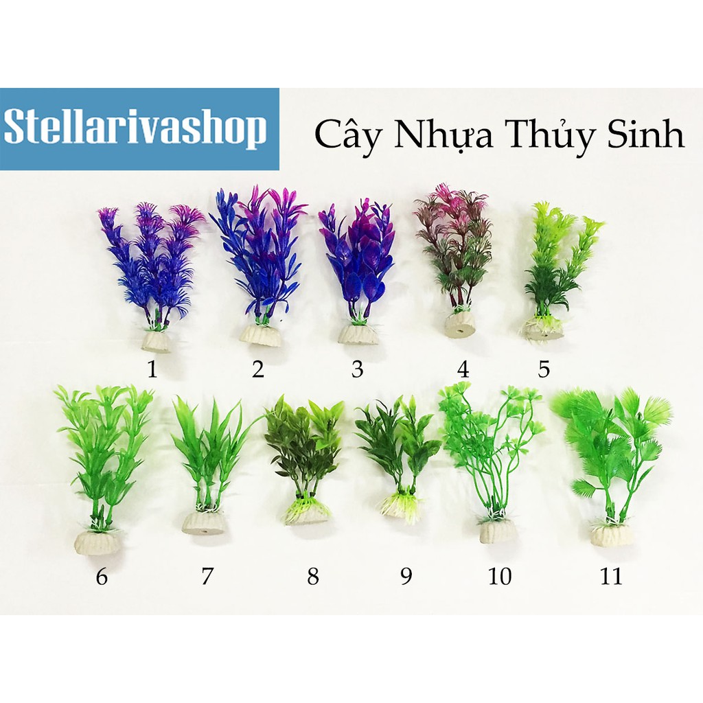 Cây Xanh Thủy Sinh trang trí tiểu cảnh, marimo, aquarium