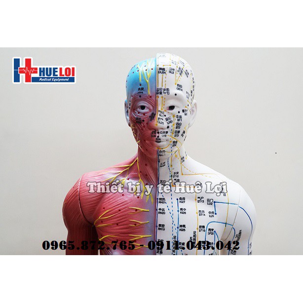 Mô hình huyệt vị và giải phẫu 85cm