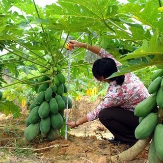 Hạt Giống Đu Đủ Thái Phuket (10 Hạt)