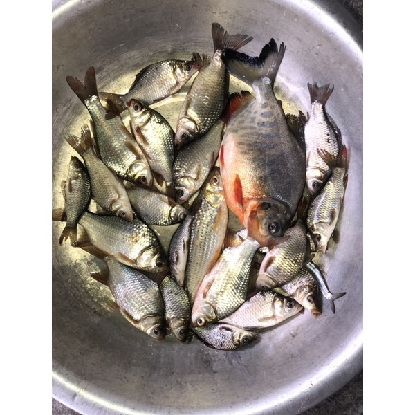 Lưỡi câu không ngạnh số 0.1 túi 50 cái