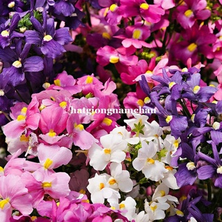 100 HẠT - HẠT GIỐNG HOA MÂY MIX