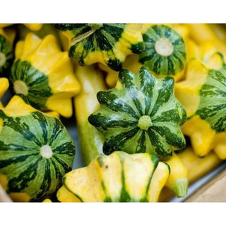 Hạt giống Bí đĩa bay mix màu