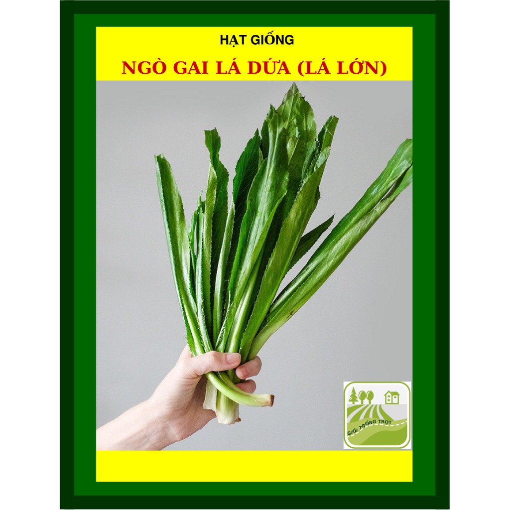 20G - Hạt Giống Ngò Gai Lá Lớn