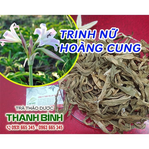 Trinh Nữ Hoàng Cung 100GR Khô 100% Thiên Nhiên - Thảo Dược Thanh Bình - Cây Thuốc Nam Thanh Bình