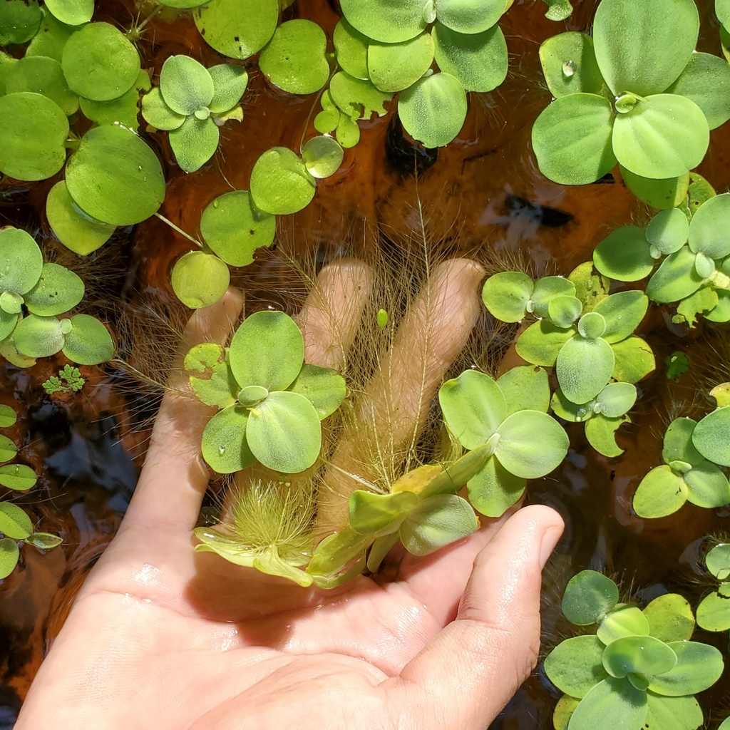 1 nhánh bèo cái lọc nước rễ dài trang trí bể thủy sinh cá cảnh