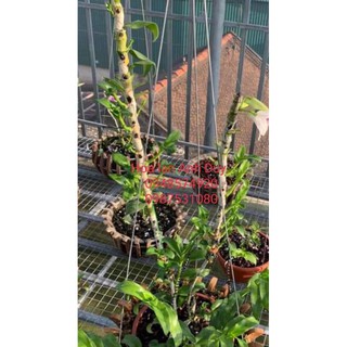 Lan phi điệp, giả hạc thân thủ lá mít