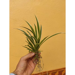20 Cây cỏ lan chi nhỏ (cây dây nhện)