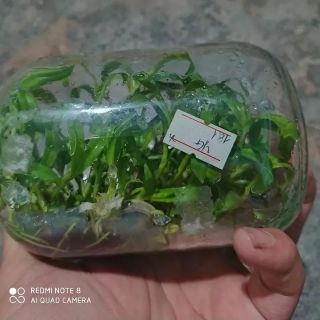 Chai mô lan giả hạc châu như mắt xướt tặng kèm chậu và giá thể