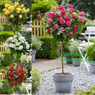 --- Hạt giống hoa hồng thân gỗ (Rose Tree) 10 hạt/ gói chất, giá rẻ.