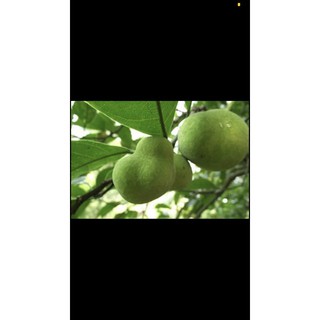 Câu giống chay + Tặng 01 cây dâu da đất( bòn bon)