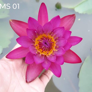 Cây giống súng thái màu đỏ siêng hoa