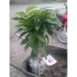 CÂY GIỐNG CÂY NGỌC LAN HOA VÀNG (CÂY HOÀNG LAN) , cam kết chất lượng