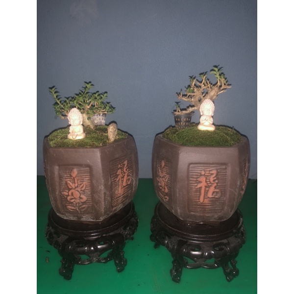 Tiểu cảnh Sam hương mini