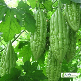 10 hạt giống khổ qua xtra