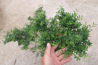 Cây Linh Sam phôi Bonsai