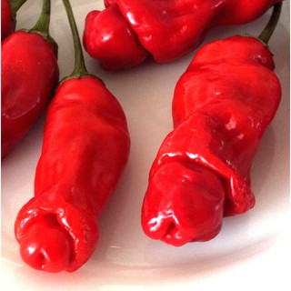 3 HẠT GIỐNG ỚT PETER CU TÝ - RẺ VÔ ĐỊCH