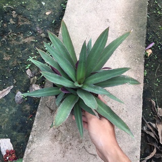 Cây Bảy Sắc Cầu Vồng, Cây Ngọc Trai cây sum nhiều ngọn (như ảnh)