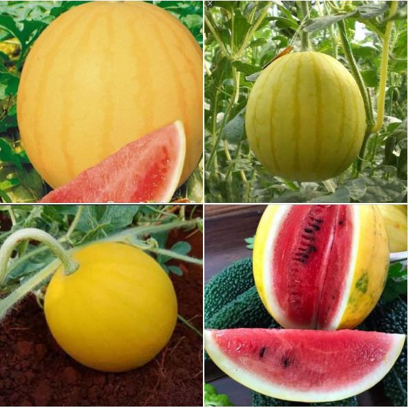 Hạt Giống Dưa Hấu Vỏ Vàng (tặng kèm phân bón)