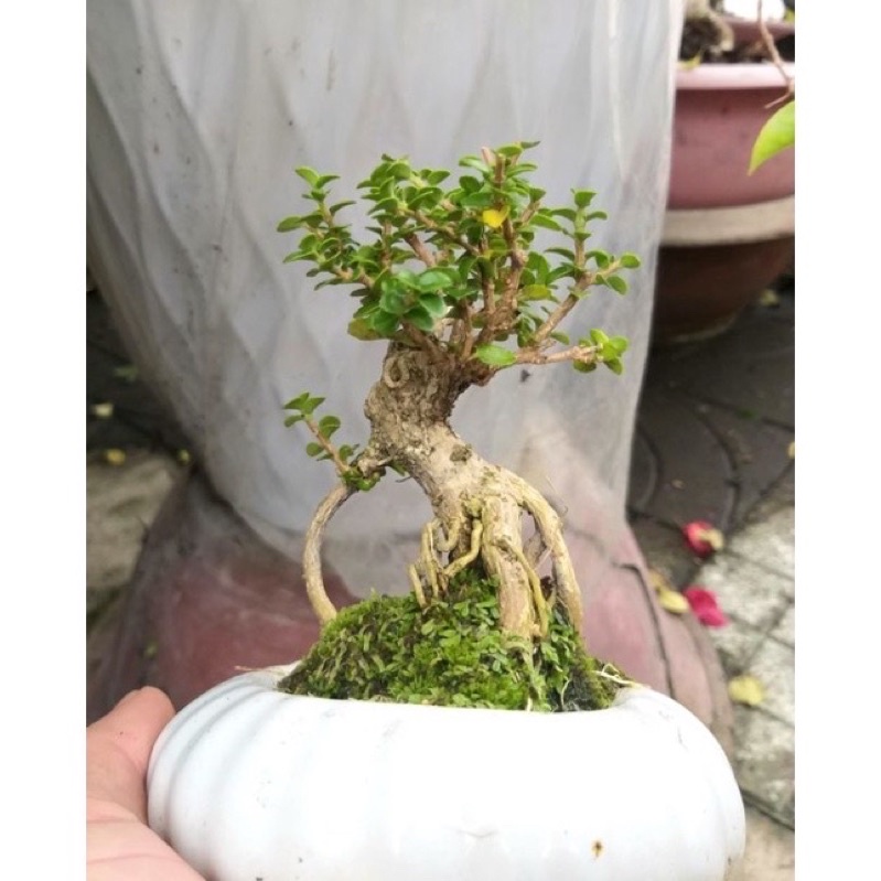 Cây Sam Hương mini để bàn và cây thô gốc lớn