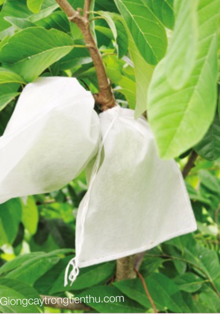 TÚI BAO TRÁI CÂY ỔI,CAM,VÚ SỮA,NA...