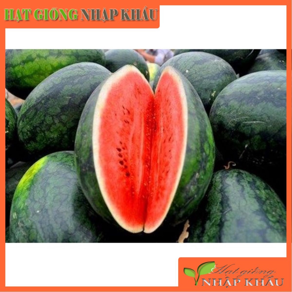 Hạt Giống Dưa Hấu Hắc Mỹ Nhân Robin F1 Thái Lan. 1 gr/ gói