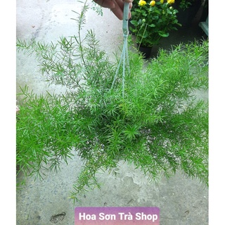 (Quận 8 - chỉ Hỏa tốc) Cây THIÊN MÔN.