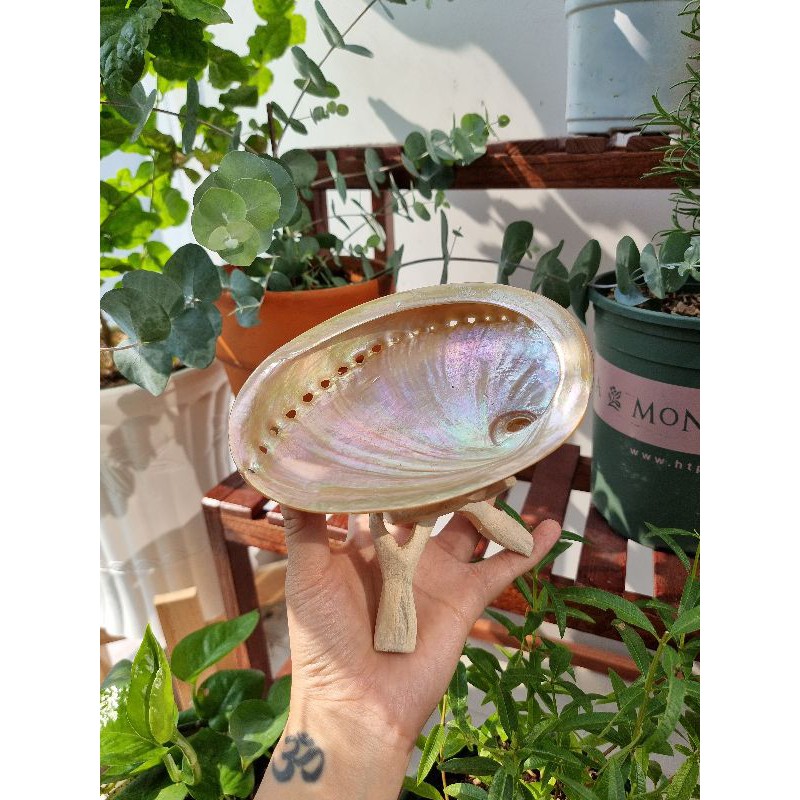 Vỏ sò/bào ngư đốt sage/ xô thơm lớn kèm đế | BigBuy360 - bigbuy360.vn