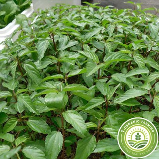 Hạt Giống Rau Đay Đỏ 20g