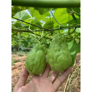 [Tân Bình] Trái su su Đà Lạt chuẩn VietGAP