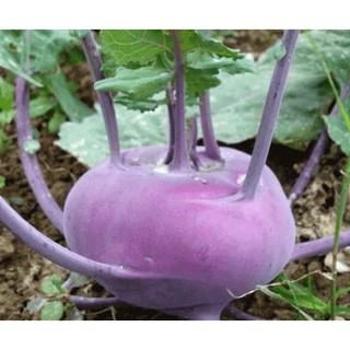 Gói 200 hạt giống su hào tím