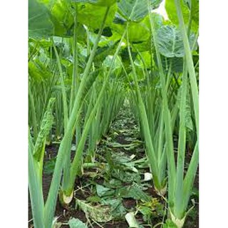 Cây dọc mùng giống (1 bầu)