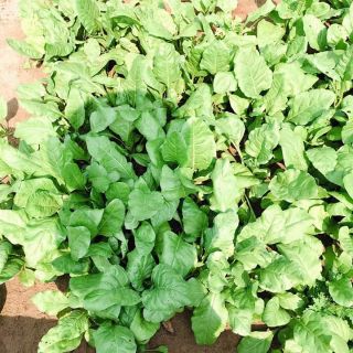 Set 100 Hạt Giống Rau Cải Bó Xôi( Bina chân vịt) dễ trồng, cho thu hoạch sau 30 ngày