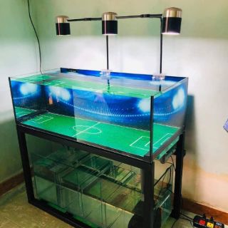 Tranh 3D dán bể cá