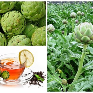 Hạt giống atiso đà lạt bông xanh 20 hạt