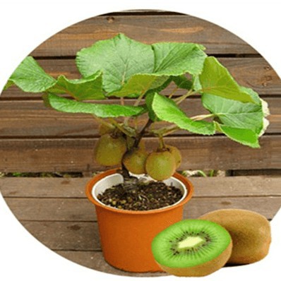 Hạt giống Kiwi vàng lùn. Hạt Kiwi mini baby dễ trồng chịu nhiệt