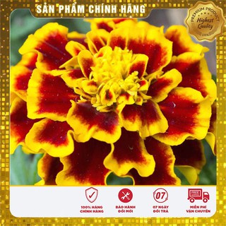 Hạt giống hoa cúc sao mai - 50 hạt