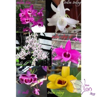 Lan trầm rừng hiếm thuần gỗ 3 năm