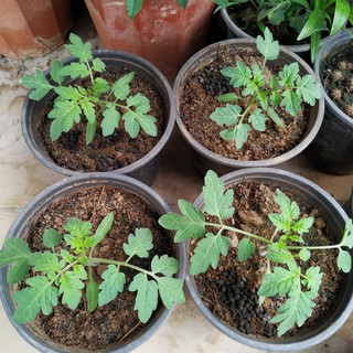 HẠT GIỐNG CÀ CHUA CHERRY ĐỎ F1