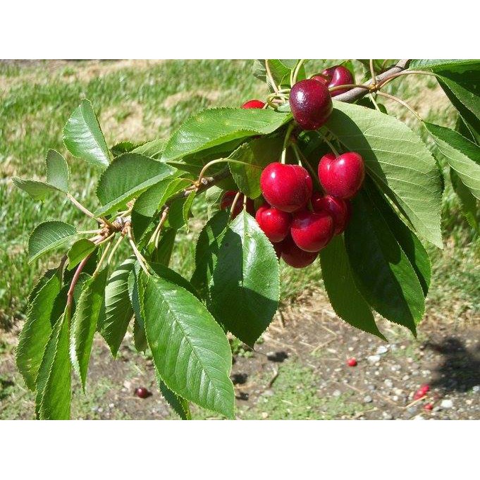 HẠT GIỐNG ANH ĐÀO - CHERRY