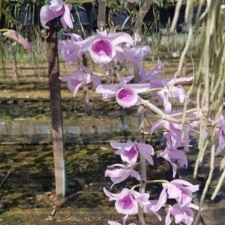 Phi điệp Ono