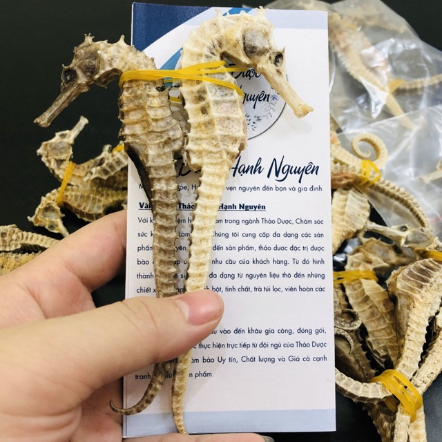 [Video thật] Cá Ngựa (2 con Đực-Cái)