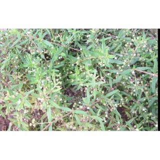 1kg Bạch hoa xà thiệt thảo (khô, sạch, mới)