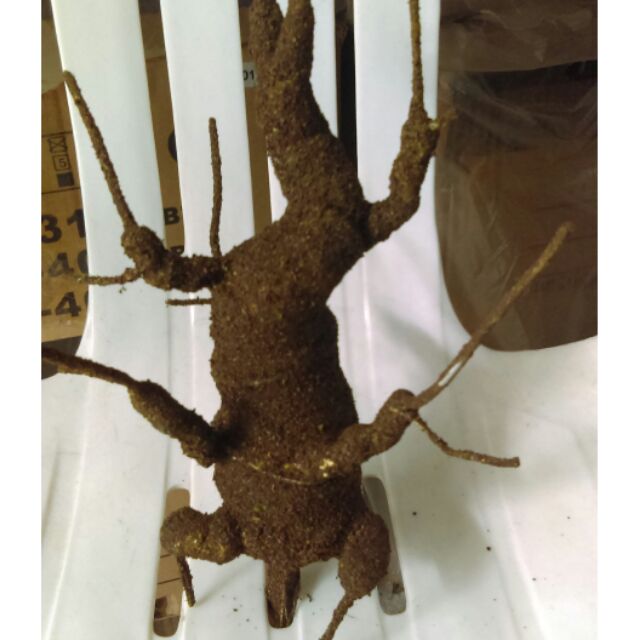 Gốc bonsai
