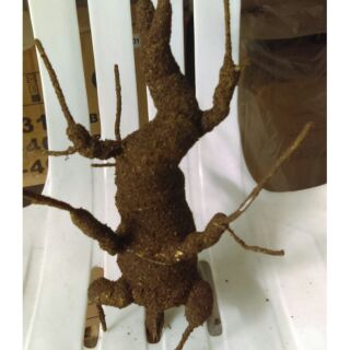 Gốc bonsai