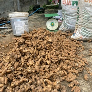 xá kén..củ địa liền