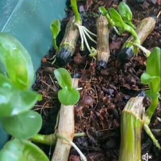 Ki phi điệp Hòa bình